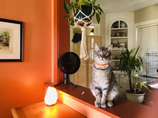 Illustration de l'article : 13 photos de chats ayant décidé de faire le show entre postures hilarantes et maladresses
