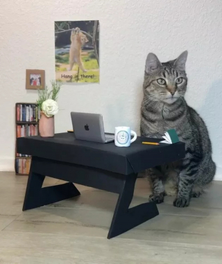 Illustration de l'article : 13 photos de chats ayant décidé de faire le show entre postures hilarantes et maladresses