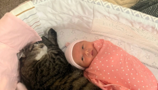 Illustration de l'article : De l'agressivité à la tendresse : Comment une chatte endeuillée a "adopté" un bébé humain (vidéo)
