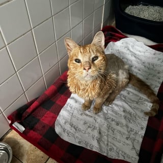 Illustration de l'article : Un chat errant et sénior se réfugie à l'intérieur d'un immeuble dans l'espoir d'être sauvé (vidéo)