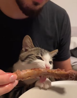 Illustration de l'article : La vidéo hilarante d’un chat qui adore les « friandises » données par son papa, et qui boude celles données par sa maman