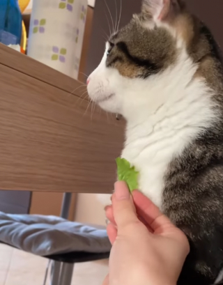 Illustration de l'article : La vidéo hilarante d’un chat qui adore les « friandises » données par son papa, et qui boude celles données par sa maman