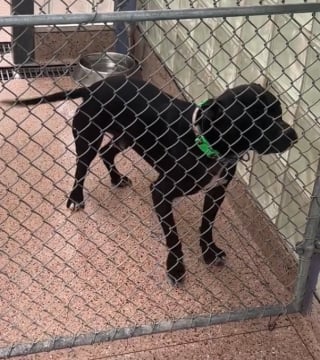 Illustration de l'article : 640 jours après son entrée au refuge, ce chien a perdu toute sa joie de vivre (vidéo)