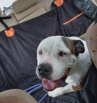 Illustration de l'article : Un nouveau départ radieux pour Samantha, la chienne de refuge au cœur brisé