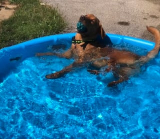 Illustration de l'article : Réveillée à 3 heures du matin par sa chienne, une femme est surprise d’en découvrir la raison (vidéo)