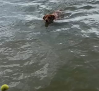 Illustration de l'article : Réveillée à 3 heures du matin par sa chienne, une femme est surprise d’en découvrir la raison (vidéo)