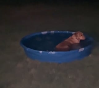 Illustration de l'article : Réveillée à 3 heures du matin par sa chienne, une femme est surprise d’en découvrir la raison (vidéo)