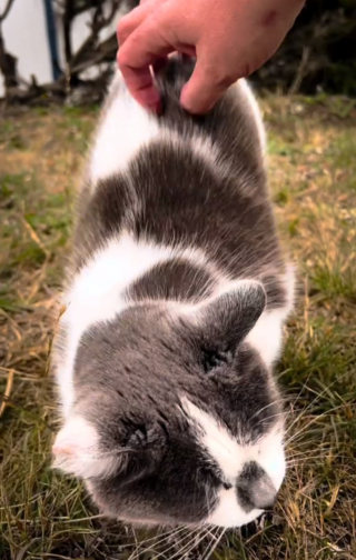 Illustration de l'article : Fascinée par l'histoire du chat du phare, elle se rend sur place dans l'espoir de le rencontrer (vidéo)
