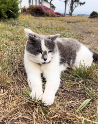 Illustration de l'article : Fascinée par l'histoire du chat du phare, elle se rend sur place dans l'espoir de le rencontrer (vidéo)