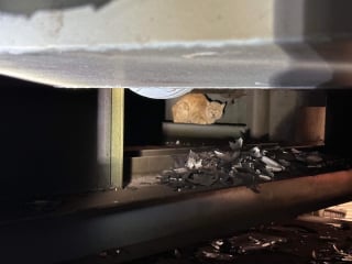 Illustration de l'article : Un chat maigre et malade se cache dans une usine et refuse toute aide jusqu'à l'arrivée d'un bénévole