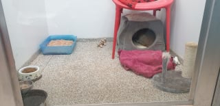 Illustration de l'article : Un chat maigre et malade se cache dans une usine et refuse toute aide jusqu'à l'arrivée d'un bénévole