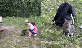 Illustration de l'article : Affamé, un chat errant s'invite aux pique-niques d'inconnus dans l'espoir de quitter la rue (vidéo)