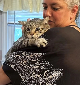 Illustration de l'article : Affamé, un chat errant s'invite aux pique-niques d'inconnus dans l'espoir de quitter la rue (vidéo)