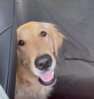 Illustration de l'article : L’euphorie d’une Golden Retriever lorsqu’elle déménage dans une maison avec jardin (vidéo)