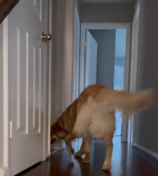 Illustration de l'article : L’euphorie d’une Golden Retriever lorsqu’elle déménage dans une maison avec jardin (vidéo)