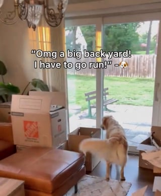 Illustration de l'article : L’euphorie d’une Golden Retriever lorsqu’elle déménage dans une maison avec jardin (vidéo)