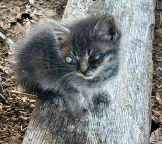 Illustration de l'article : Un chaton découvert dans une grange avec de graves ulcères cornéens apprend à vivre sans la vue (vidéo)