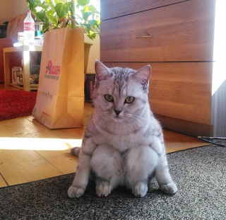 Illustration de l'article : 16 photos de chats qui ont oublié leur nature féline à force de côtoyer les humains