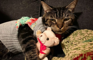 Illustration de l'article : 16 photos de chats qui ont oublié leur nature féline à force de côtoyer les humains