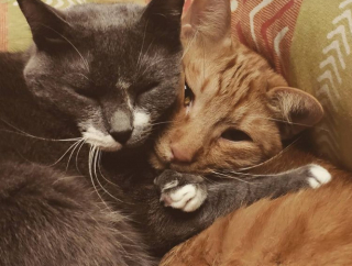 Illustration de l'article : 16 photos de chats qui ont oublié leur nature féline à force de côtoyer les humains