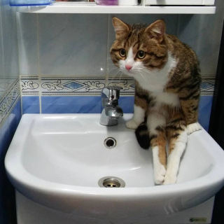 Illustration de l'article : 16 photos de chats qui ont oublié leur nature féline à force de côtoyer les humains