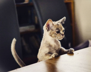 Illustration de l'article : 16 photos de chats qui ont oublié leur nature féline à force de côtoyer les humains