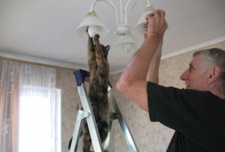 Illustration de l'article : 16 photos de chats qui ont oublié leur nature féline à force de côtoyer les humains