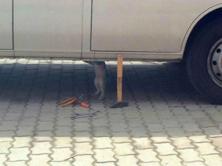 Illustration de l'article : 16 photos de chats qui ont oublié leur nature féline à force de côtoyer les humains
