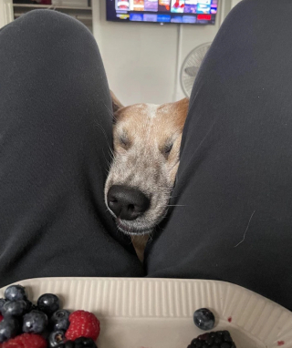 Illustration de l'article : 20 photos d’animaux qui sont vraiment très très affectueux