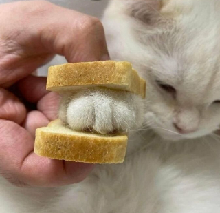 Illustration de l'article : 33 photos qui vont vous donner envie d’avoir un chat