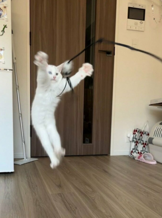 Illustration de l'article : 33 photos qui vont vous donner envie d’avoir un chat