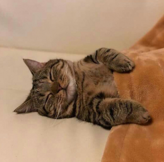 Illustration de l'article : 33 photos qui vont vous donner envie d’avoir un chat
