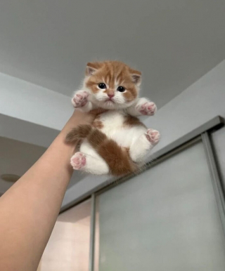 Illustration de l'article : 33 photos qui vont vous donner envie d’avoir un chat