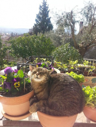 Illustration de l'article : 33 photos qui vont vous donner envie d’avoir un chat
