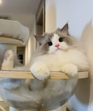 Illustration de l'article : 33 photos qui vont vous donner envie d’avoir un chat