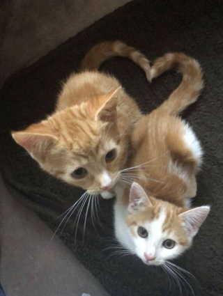 Illustration de l'article : 33 photos qui vont vous donner envie d’avoir un chat