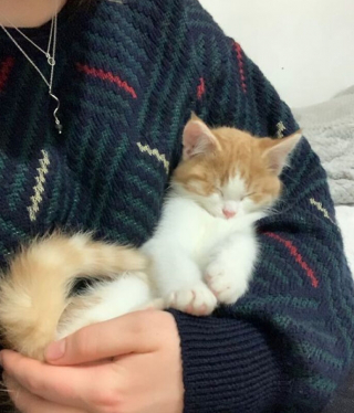 Illustration de l'article : 33 photos qui vont vous donner envie d’avoir un chat