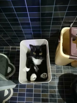 Illustration de l'article : 33 photos qui vont vous donner envie d’avoir un chat