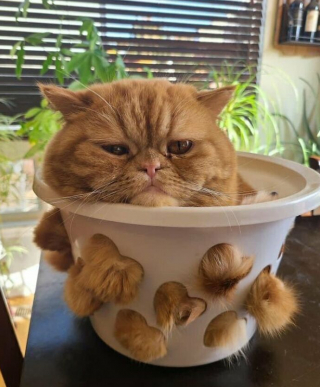 Illustration de l'article : 33 photos qui vont vous donner envie d’avoir un chat