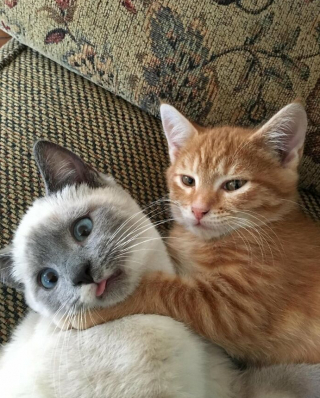 Illustration de l'article : 33 photos qui vont vous donner envie d’avoir un chat