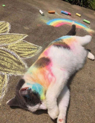 Illustration de l'article : 33 photos qui vont vous donner envie d’avoir un chat