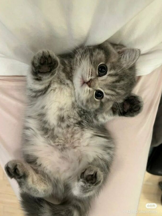 Illustration de l'article : 33 photos qui vont vous donner envie d’avoir un chat