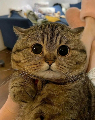 Illustration de l'article : 33 photos qui vont vous donner envie d’avoir un chat