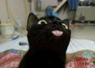 Illustration de l'article : 33 photos qui vont vous donner envie d’avoir un chat