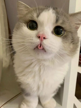 Illustration de l'article : 33 photos qui vont vous donner envie d’avoir un chat
