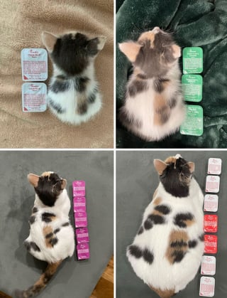 Illustration de l'article : 33 photos qui vont vous donner envie d’avoir un chat