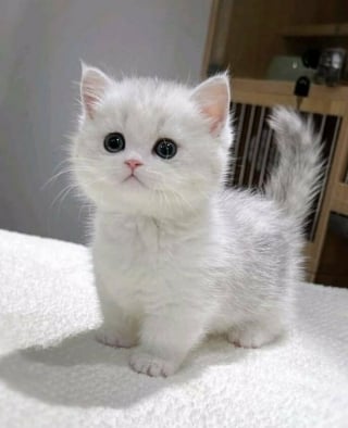 Illustration de l'article : 33 photos qui vont vous donner envie d’avoir un chat