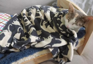 Illustration de l'article : 15 photos montrant que les chats aiment se mettre au chaud lorsque l’automne arrive