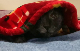 Illustration de l'article : 15 photos montrant que les chats aiment se mettre au chaud lorsque l’automne arrive