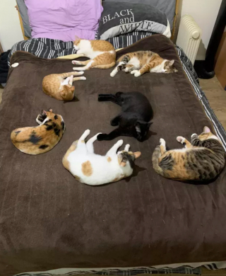 Illustration de l'article : 15 photos montrant que les chats aiment se mettre au chaud lorsque l’automne arrive